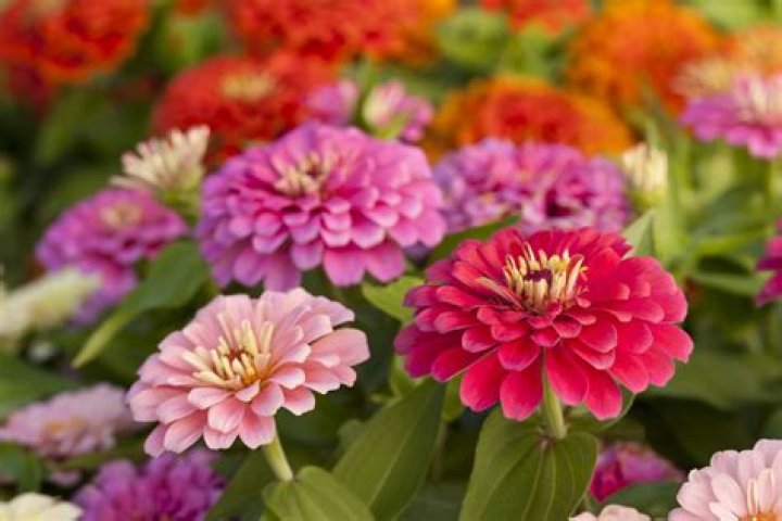 Does zinnia bloom all summer