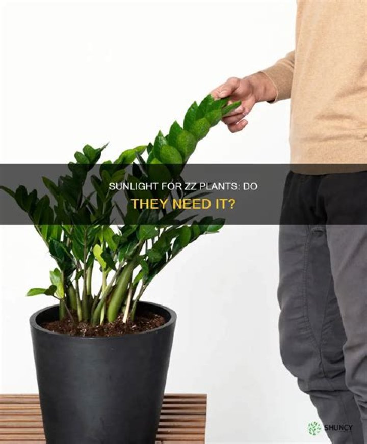 Does ZZ Plant need sunlight