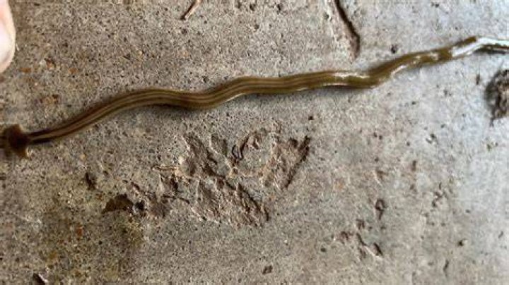 How are flatworms beneficial