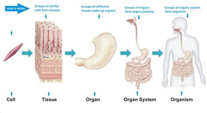 How are organ systems formed
