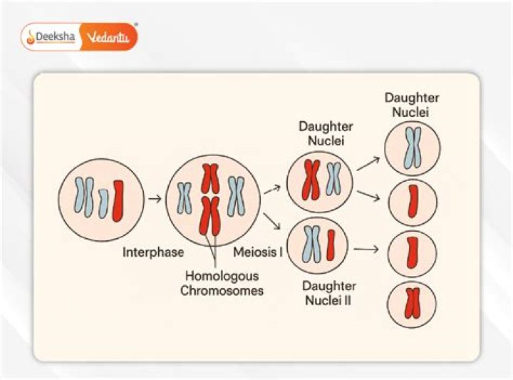 How are parent cells created