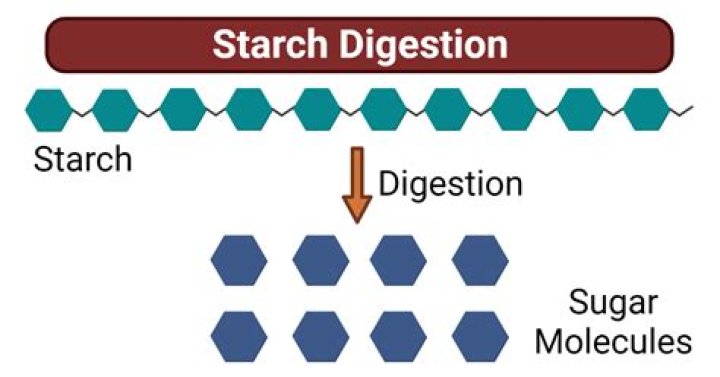 How are starches broken down
