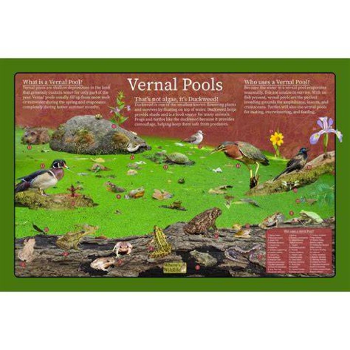 How are vernal pools created