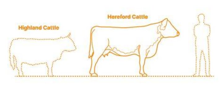 How big are Simmental cattle