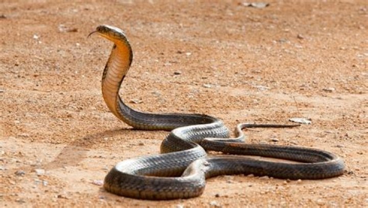 How big can a king cobra get