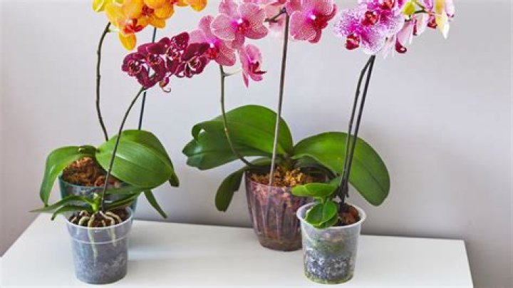 How big can mini orchids get