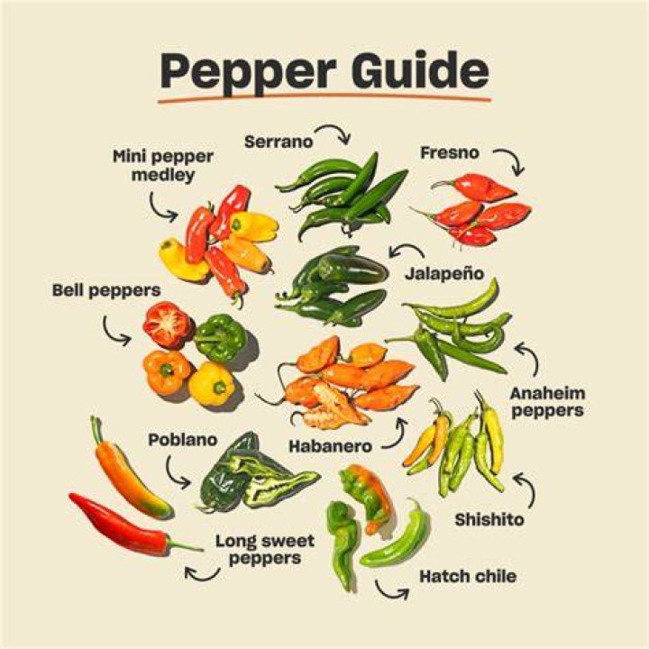 How big do ancho peppers get