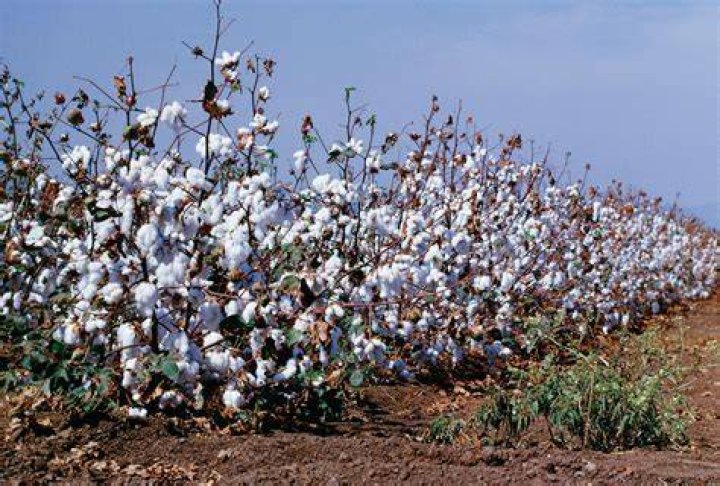 How big do cotton plants get