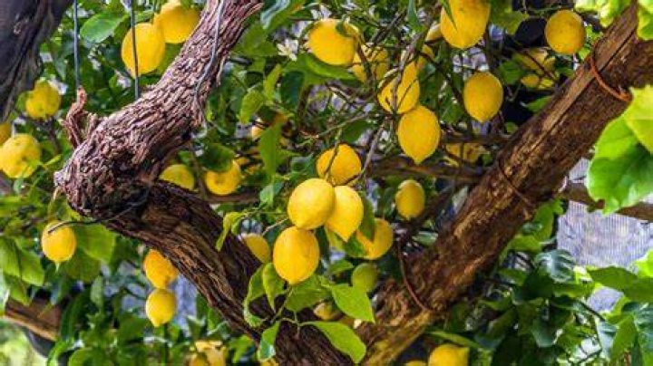 How big do Eureka lemons get