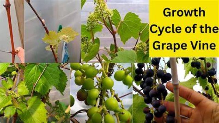 How big do grape vines grow