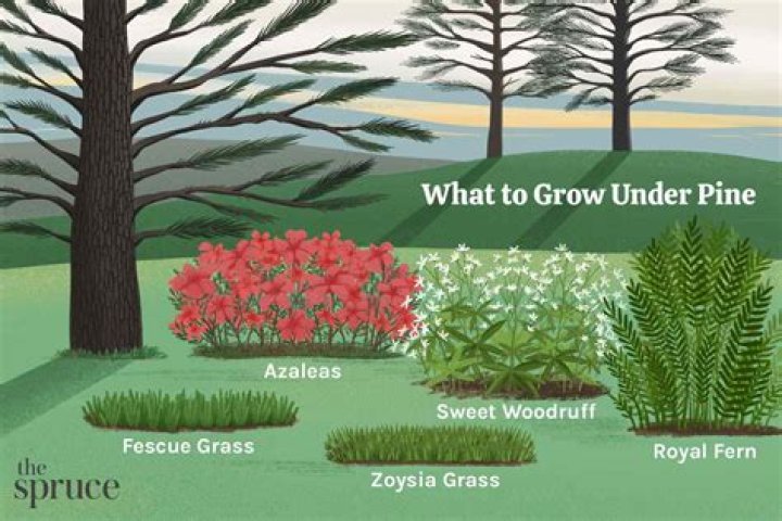 How big do grass trees grow