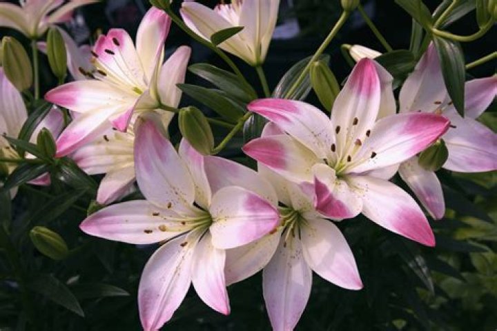 How big do lily flowers get