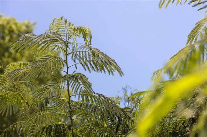How big do mimosa plants get