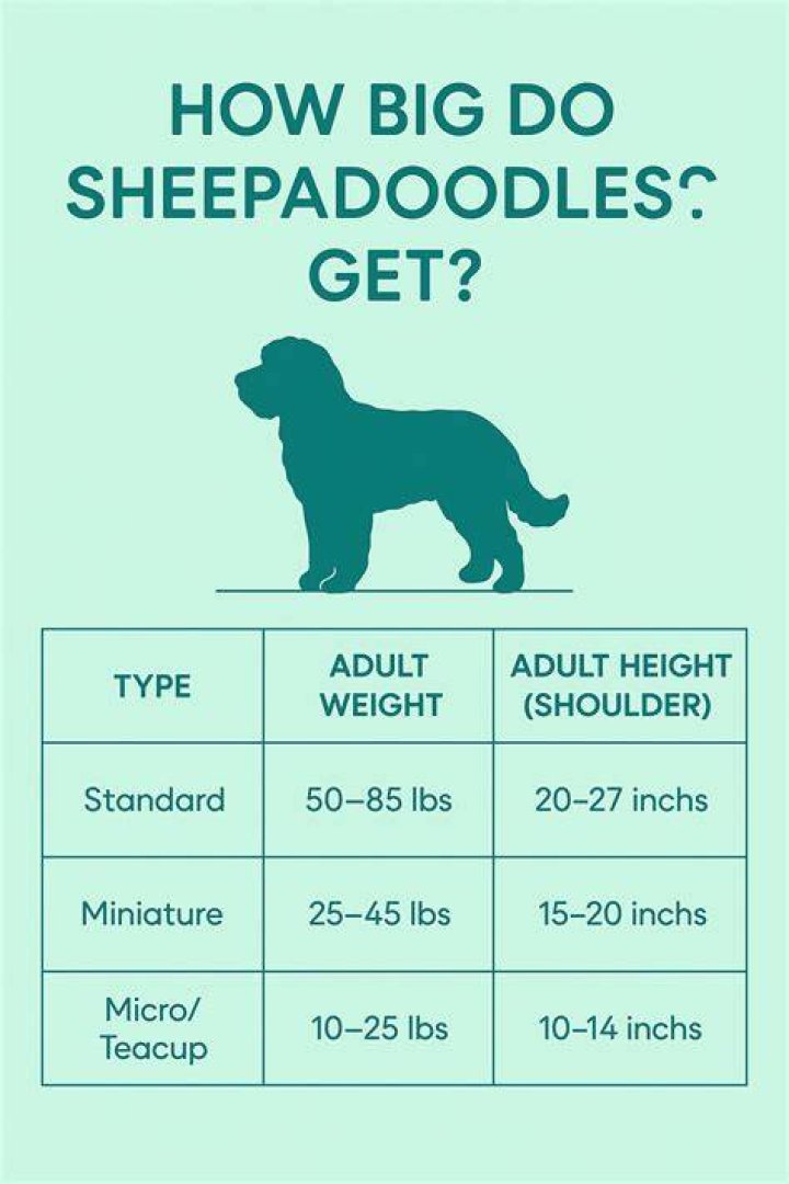 How big do Sheepadoodles get
