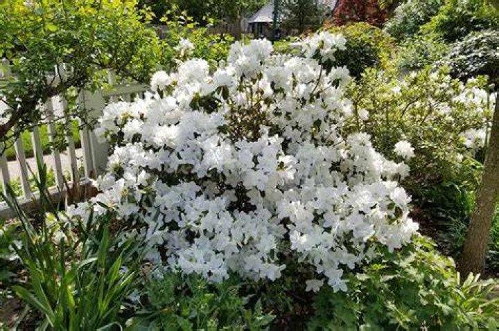 How big do white azaleas get