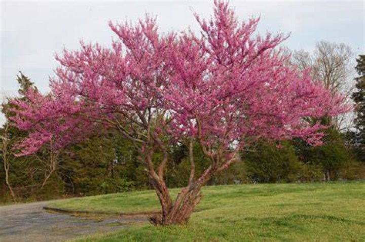 How big does a eastern redbud get