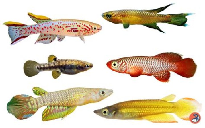 How big does a killifish get