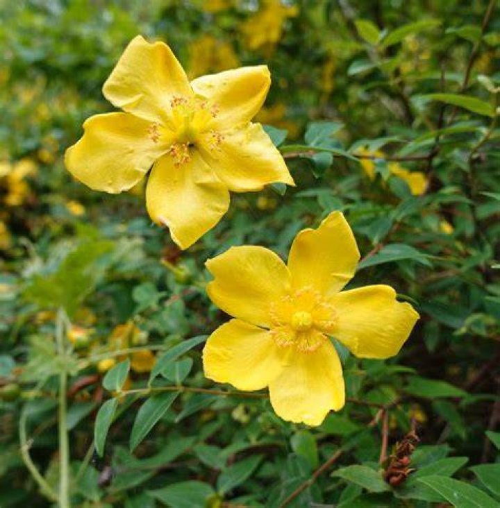 How big does hypericum grow