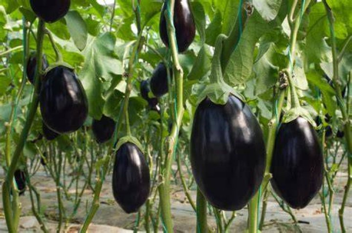 How big is a large eggplant