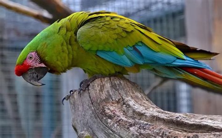 How big is the biggest macaw
