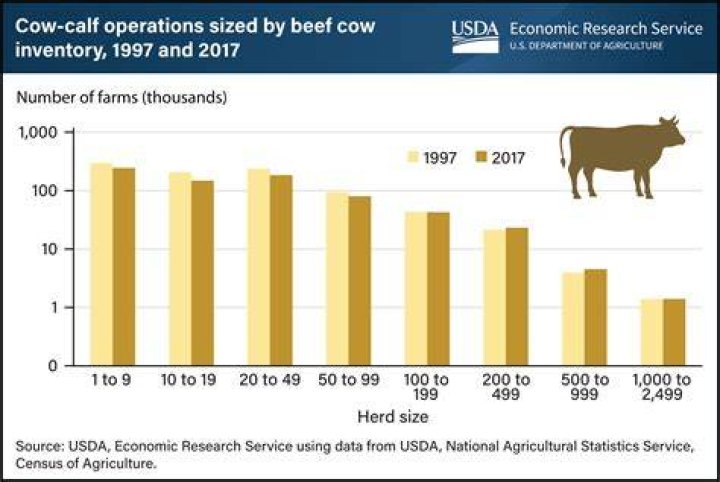 How big should a cow herd be