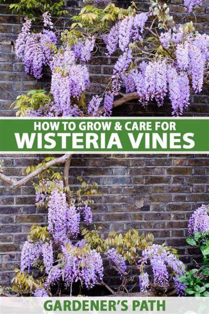 How can I help wisteria