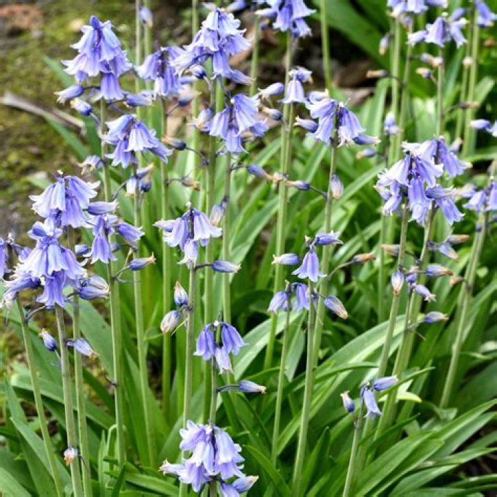How can I kill off bluebells