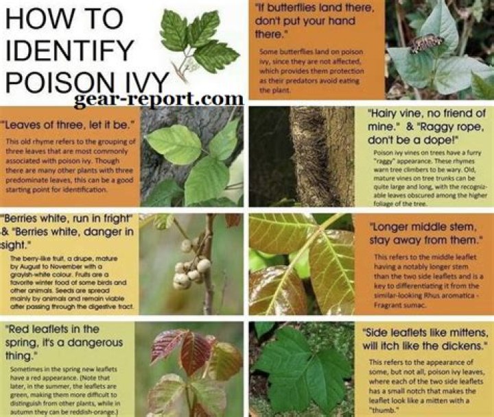 How can you avoid poison ivy