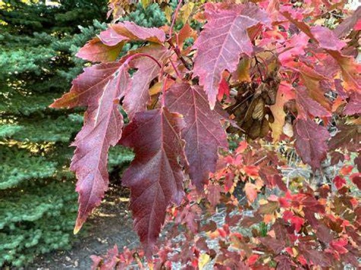 How can you tell amur maple