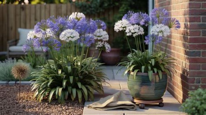 How cold can agapanthus take
