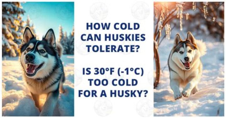 How cold can ginger tolerate