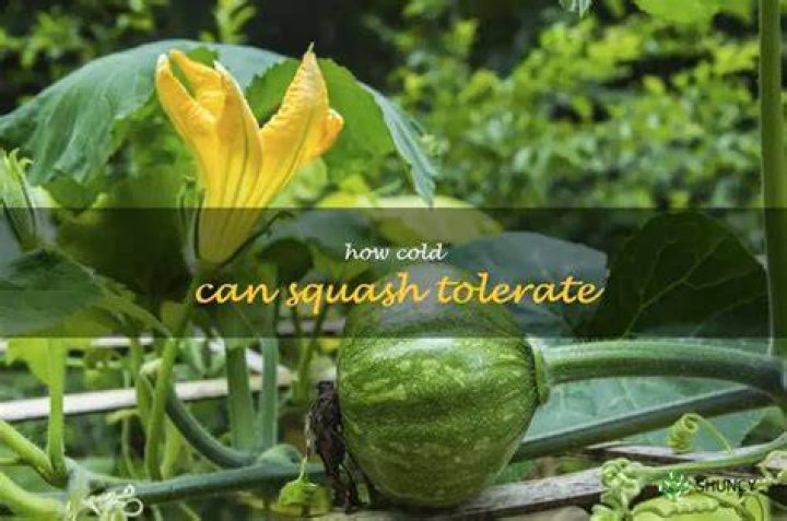 How cold can squash tolerate