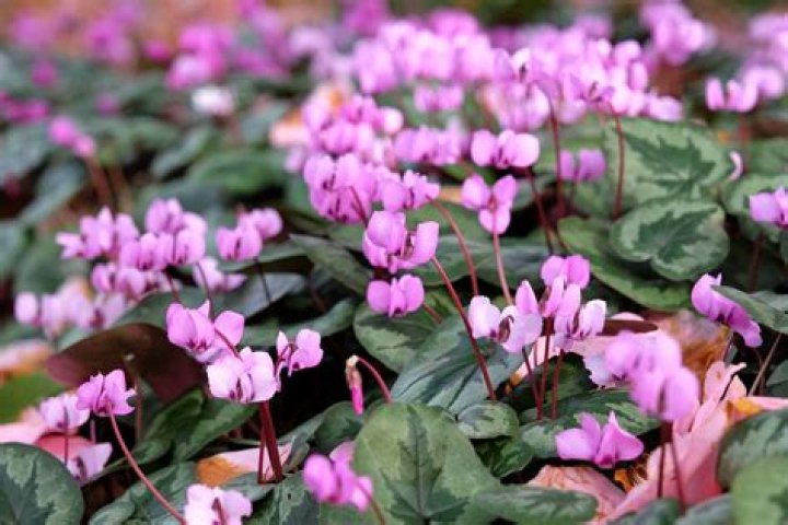 How cold hardy are cyclamen