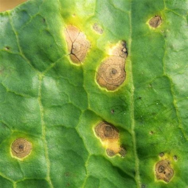 How dangerous is Alternaria