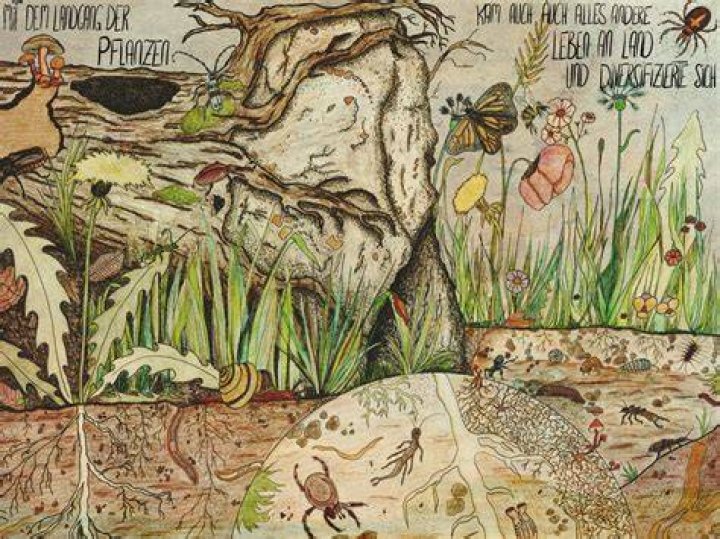 How did plants colonize land