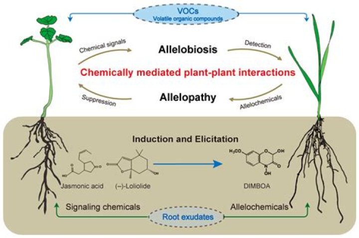 How do Allelochemicals work