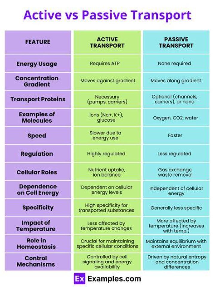 How do animals use active transport