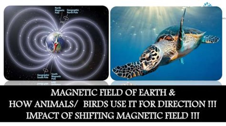 How do animals use magnetism
