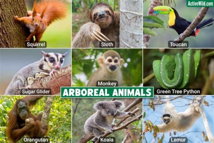 How do arboreal animals move