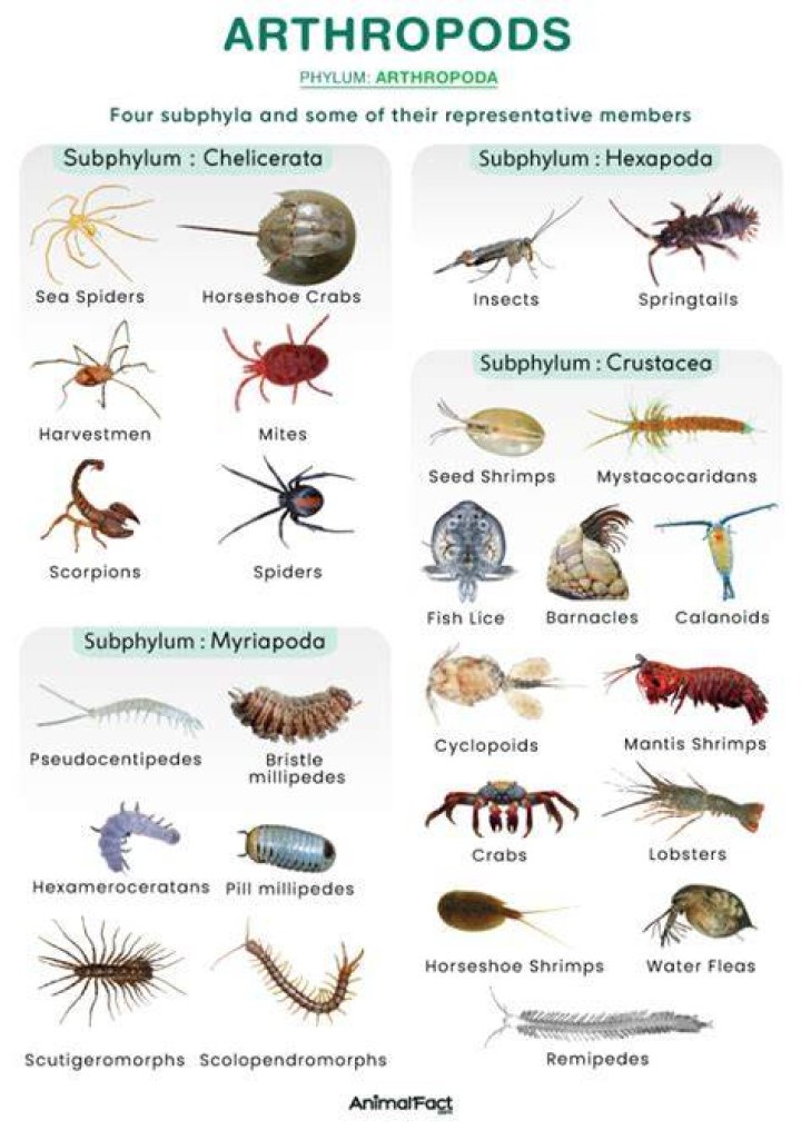 How do arthropods catch prey