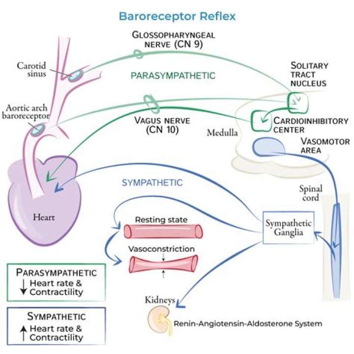 How do Baroreceptors respond