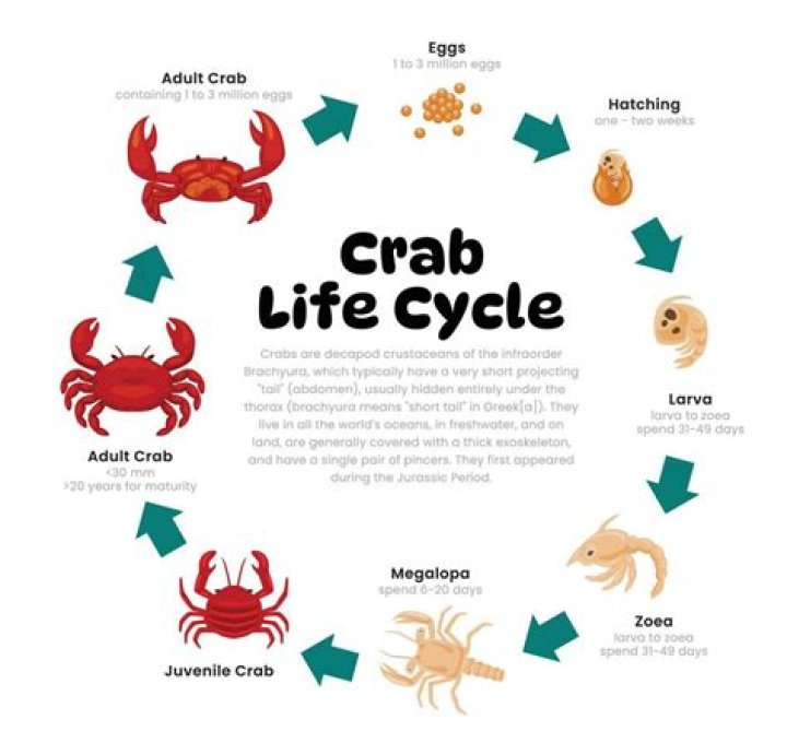How do blue crab have babies