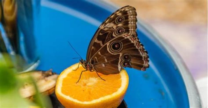 How do butterfly drink water