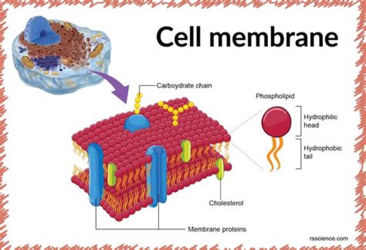 How do cell membranes differ