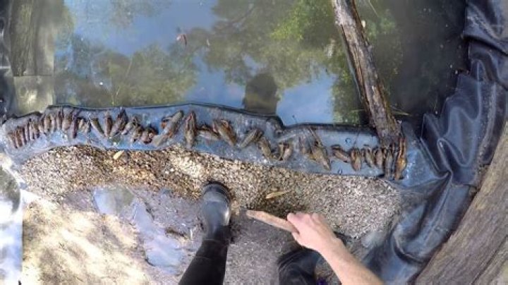 How do crayfish get in ponds
