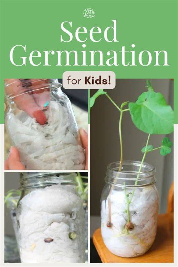 How do cress seeds germinate
