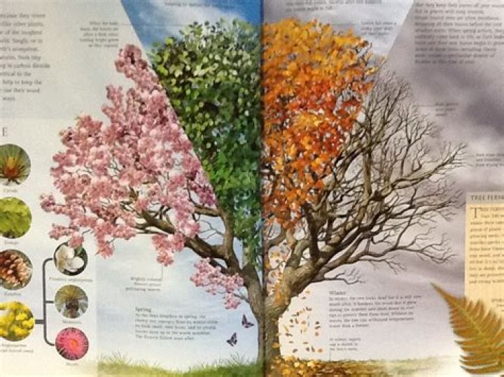 How do deciduous trees adapt