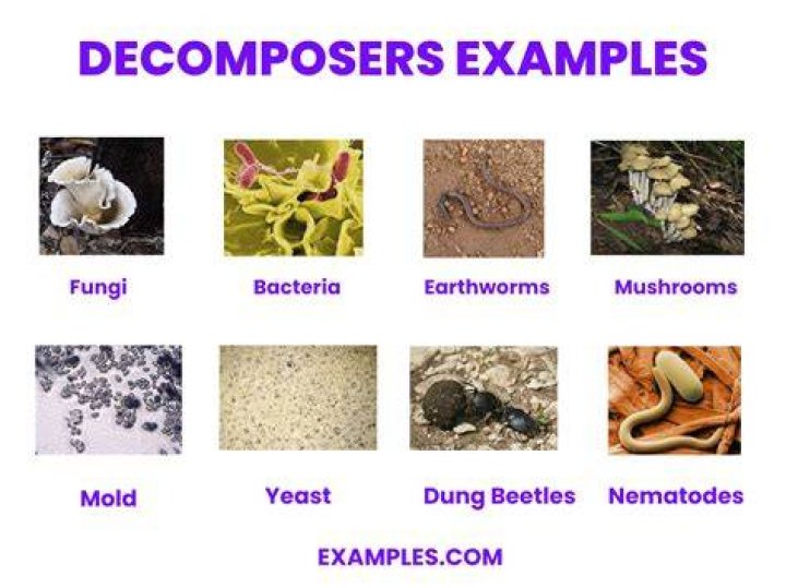 How do decomposers decompose