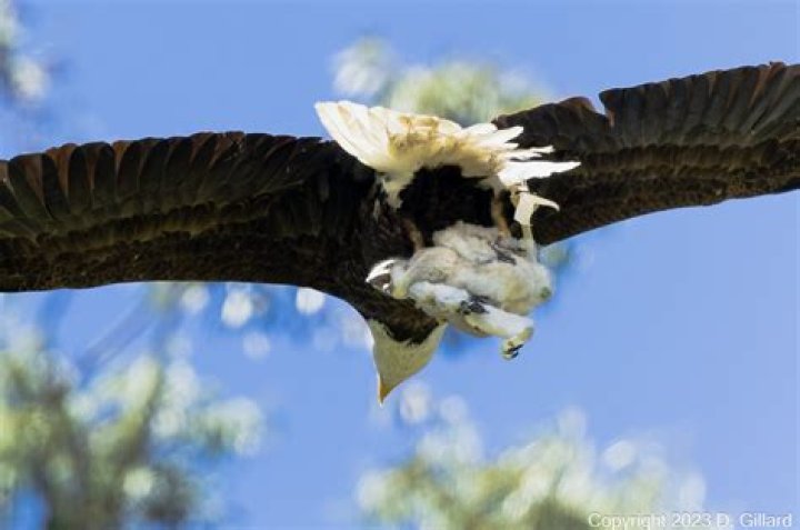 How do eaglets learn to hunt