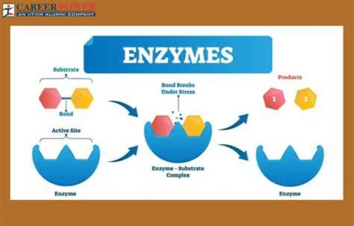 How do enzymes work on urine